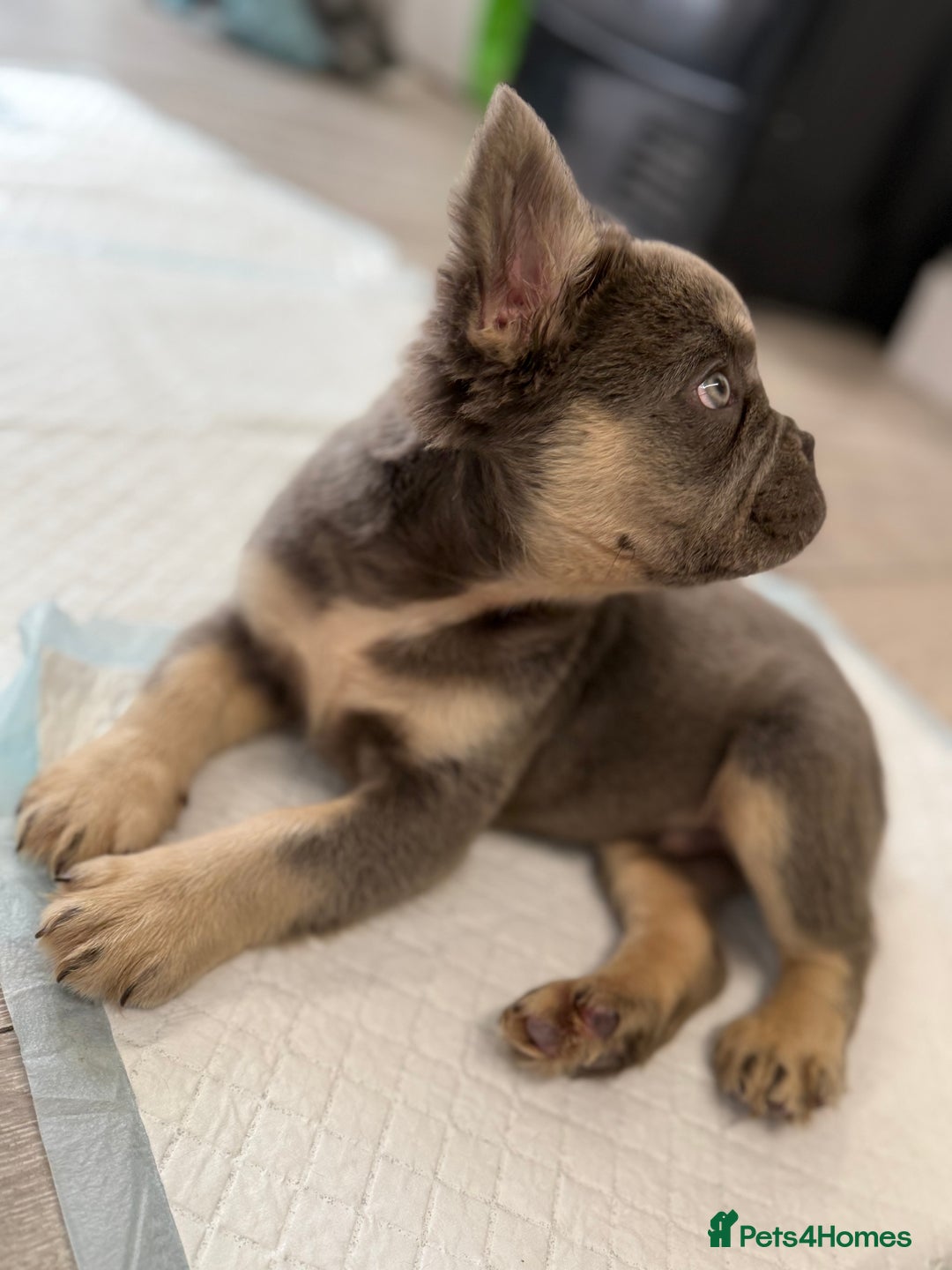 French Bulldog dogs for sale: Visual fluffy French bulldog puppies! - Image 16