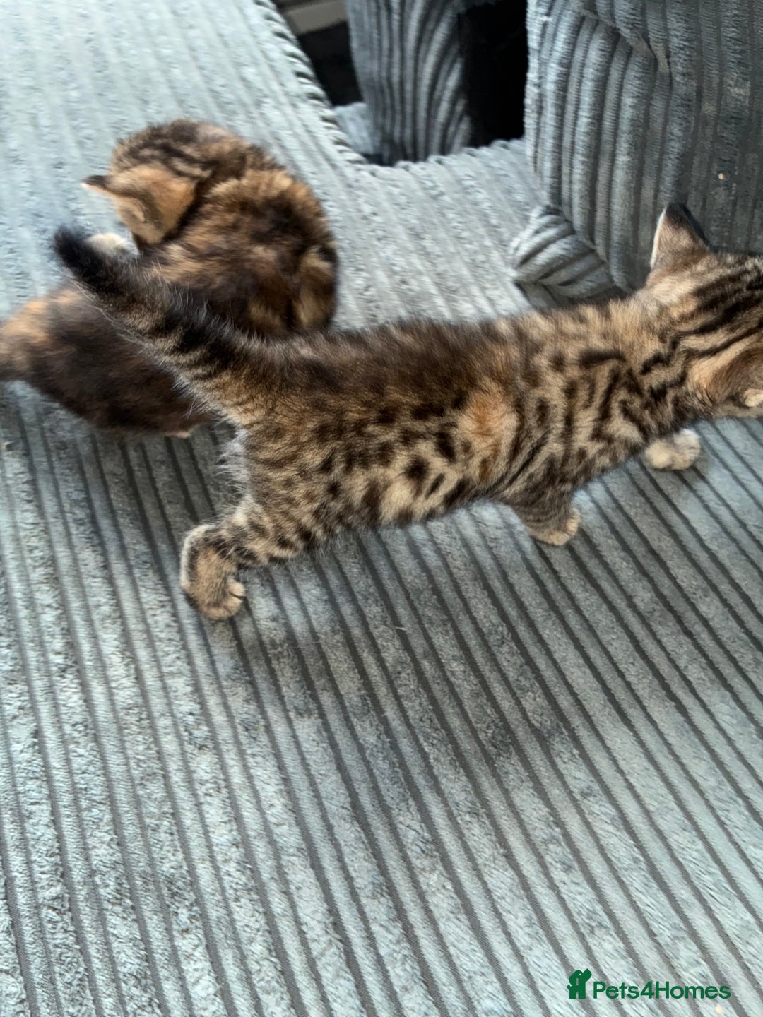 British Shorthair cats for sale:  British shorthair / American bobtail - Image 4