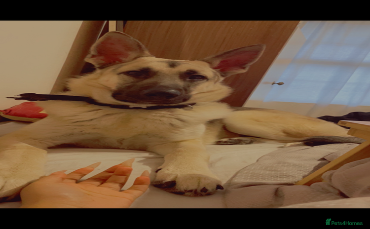 German Shepherd dogs - Advert 9