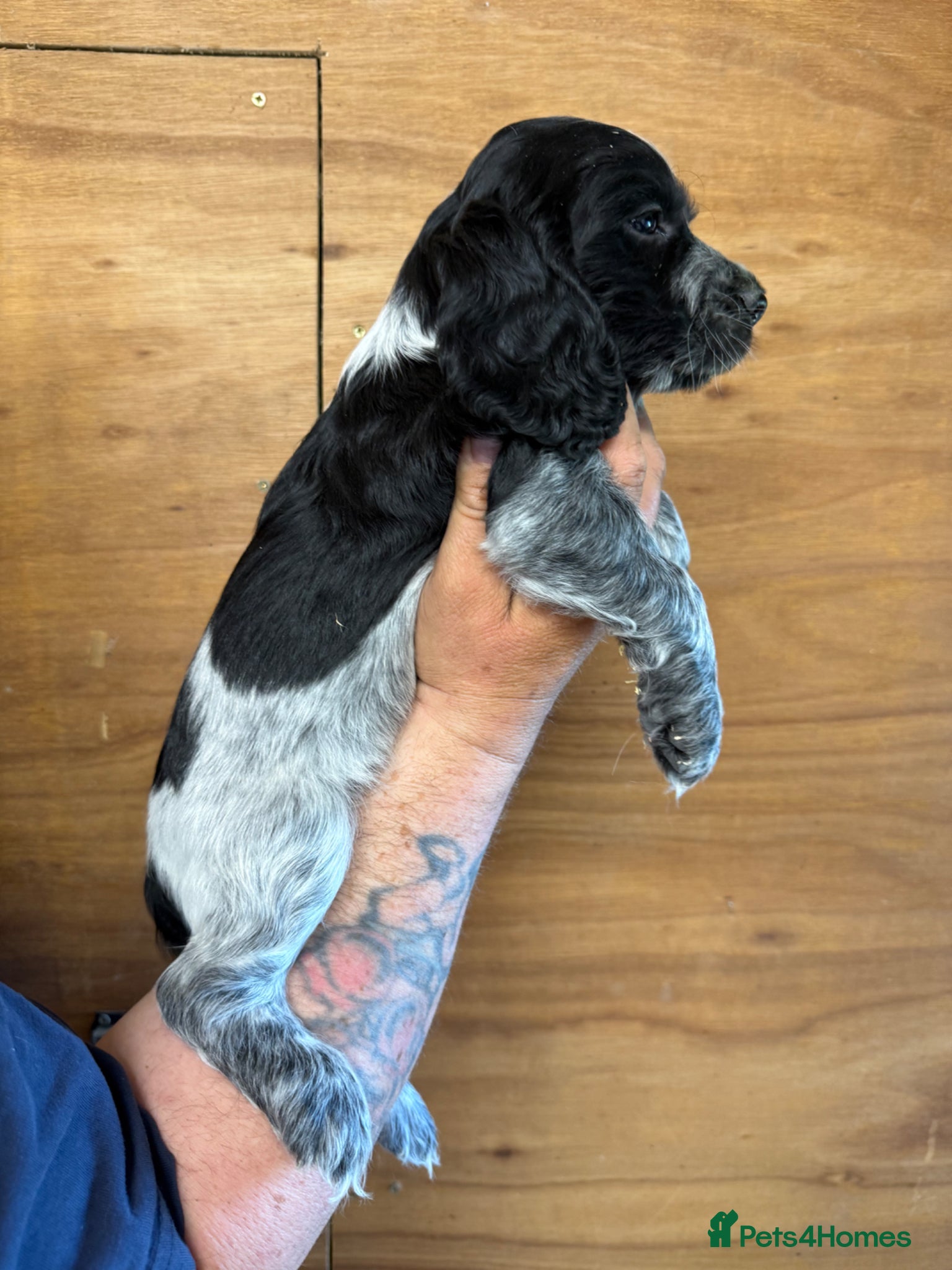 Cocker Spaniel dogs for sale: 5 Gorgeous Chunky Show Type Cocker Spaniels  - Advert 12