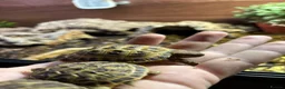 Tortoise reptiles for sale: Baby Horsfield Tortoises for sale - Advert 16