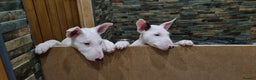 English Bull Terrier dogs for sale: Beautiful k.c reg bully pups  ready to go - Advert 12