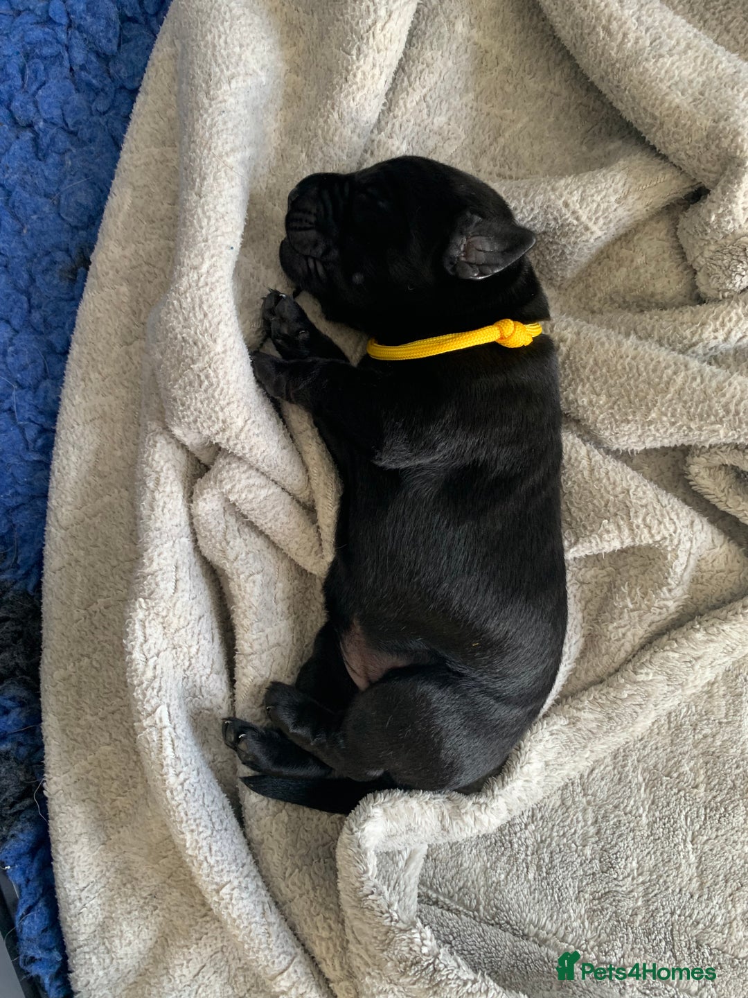Labrador Retriever dogs for sale: 5* breeder🐾beautiful glossy black puppies ❤️  - Image 26