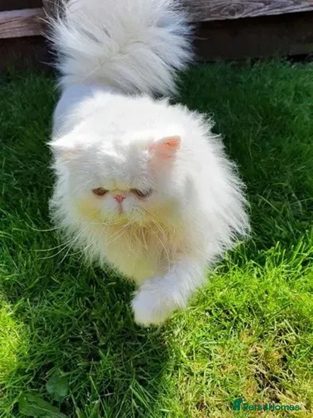 Persian cats for sale: Adults Blue eyes white, colourpoint, blue, black - Advert 5