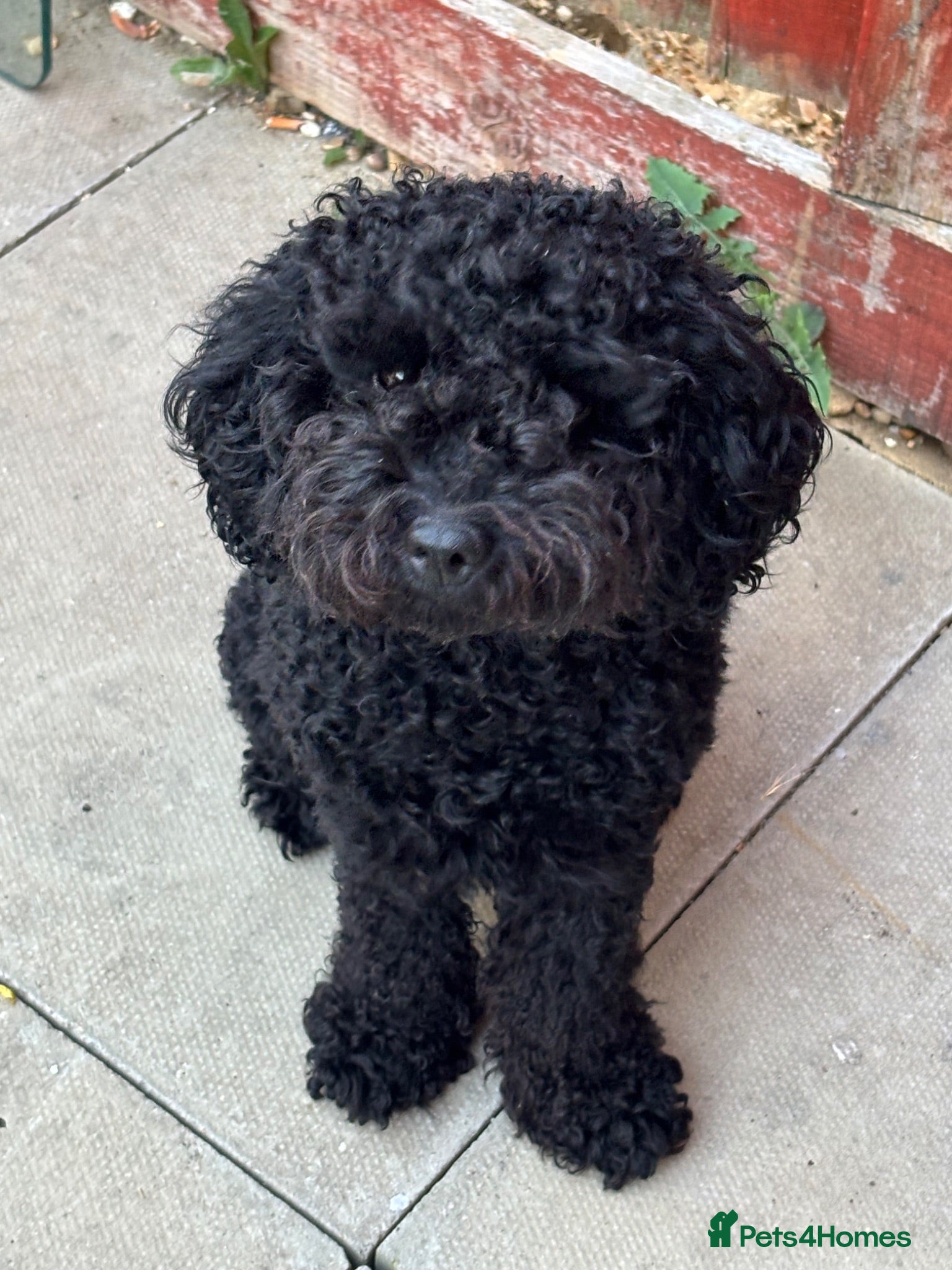 Cockapoo dogs Yogi bear - Advert 1