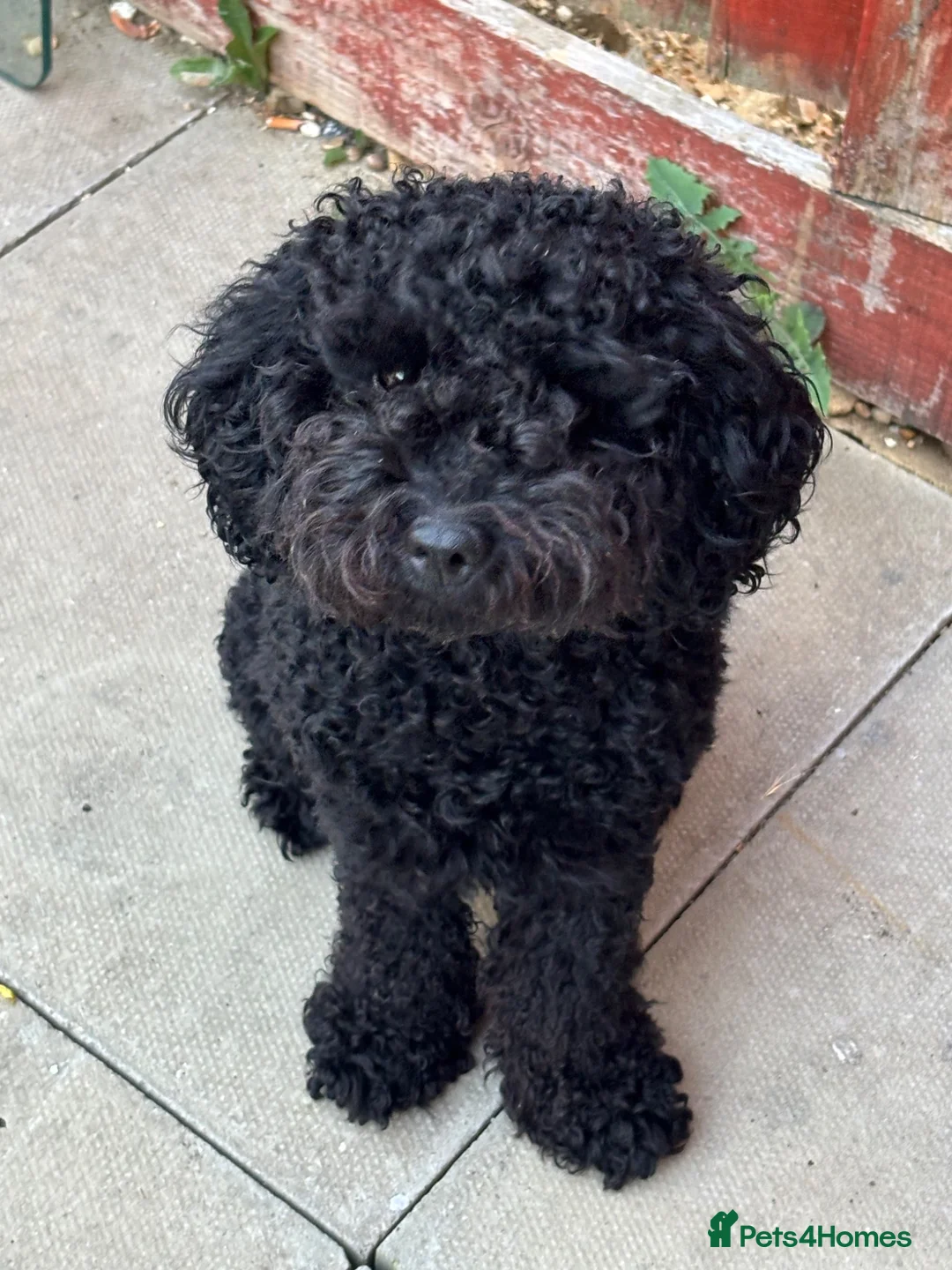 Cockapoo dogs for stud: Yogi bear - Advert 1