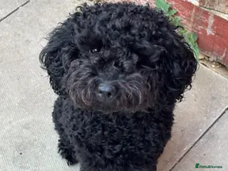 Cockapoo dogs Yogi bear - Advert 1