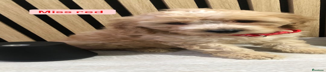 Cockapoo Puppy 5