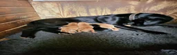 Labrador Retriever dogs for stud: Fox red stud dog  - Advert 19