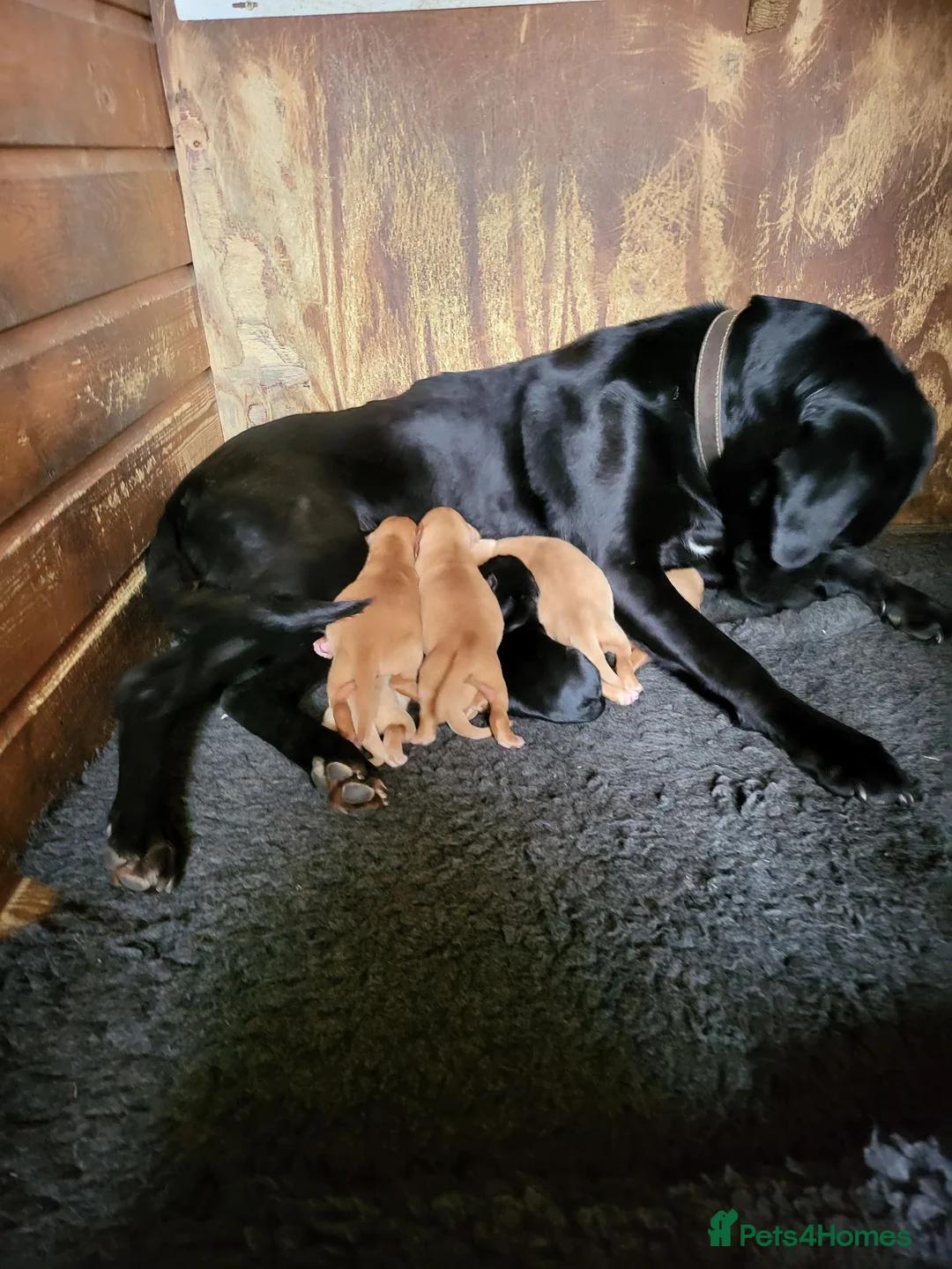 Labrador Retriever dogs for stud: Fox red stud dog  - Advert 19