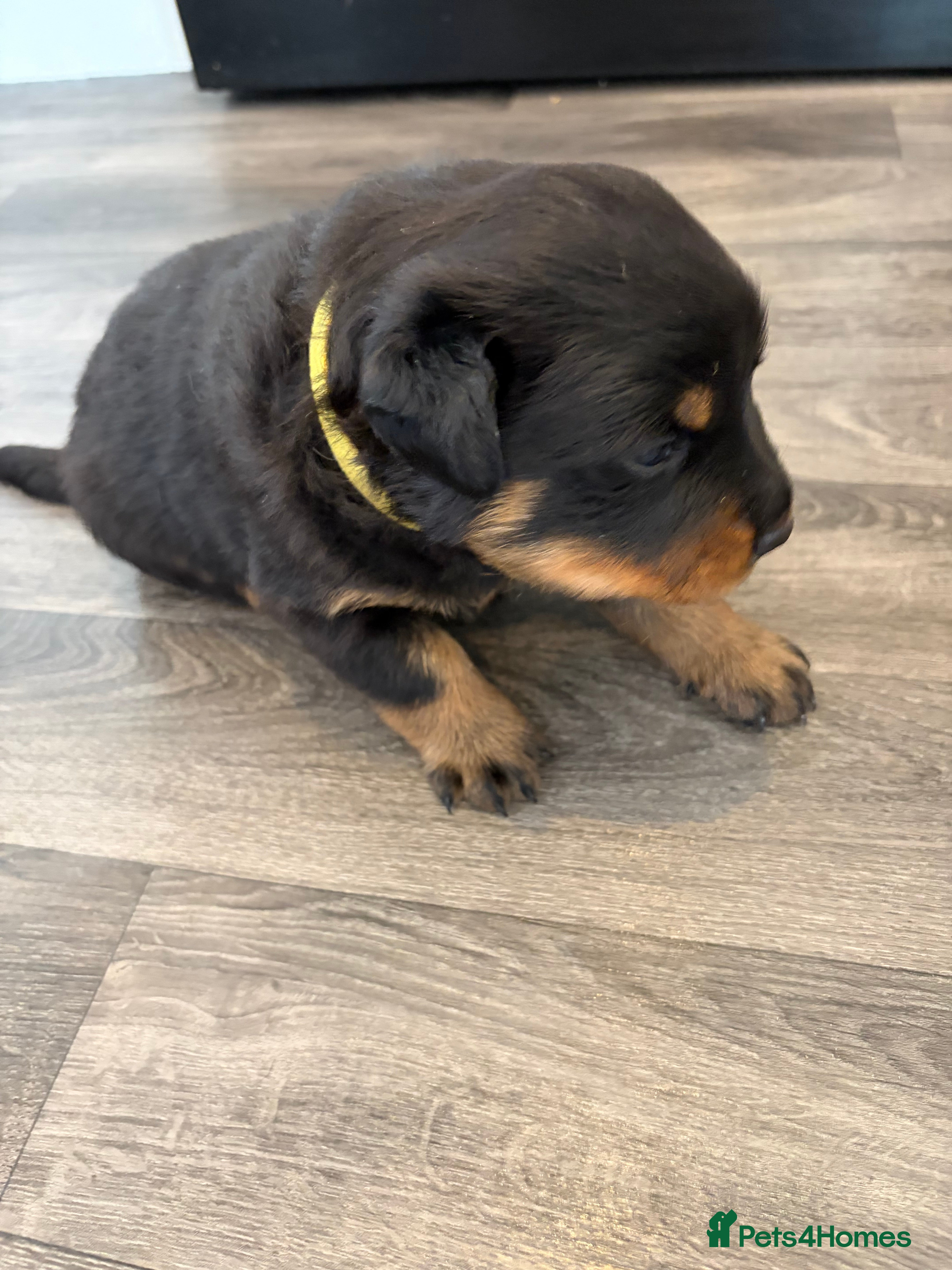 Rottweiler dogs Champion bloodline Rottweiler puppies. - Advert 2