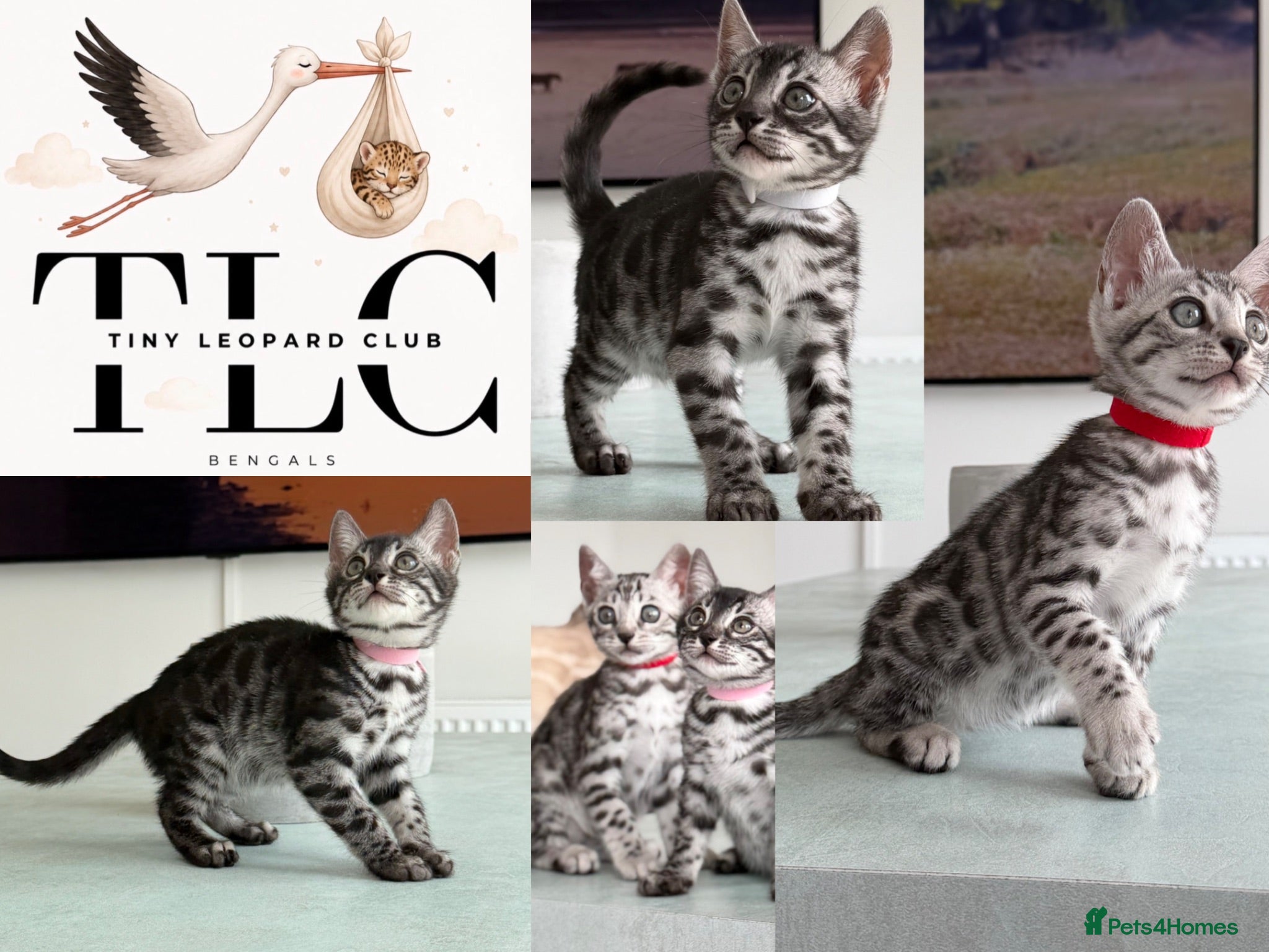 Bengal cats TICA Pedigree Bengals in Lynx and Silver Charcoal - Advert 18