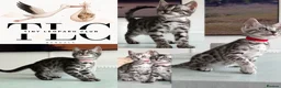 Bengal cats for sale: TICA Pedigree Bengals in Lynx and Silver Charcoal - Advert 1