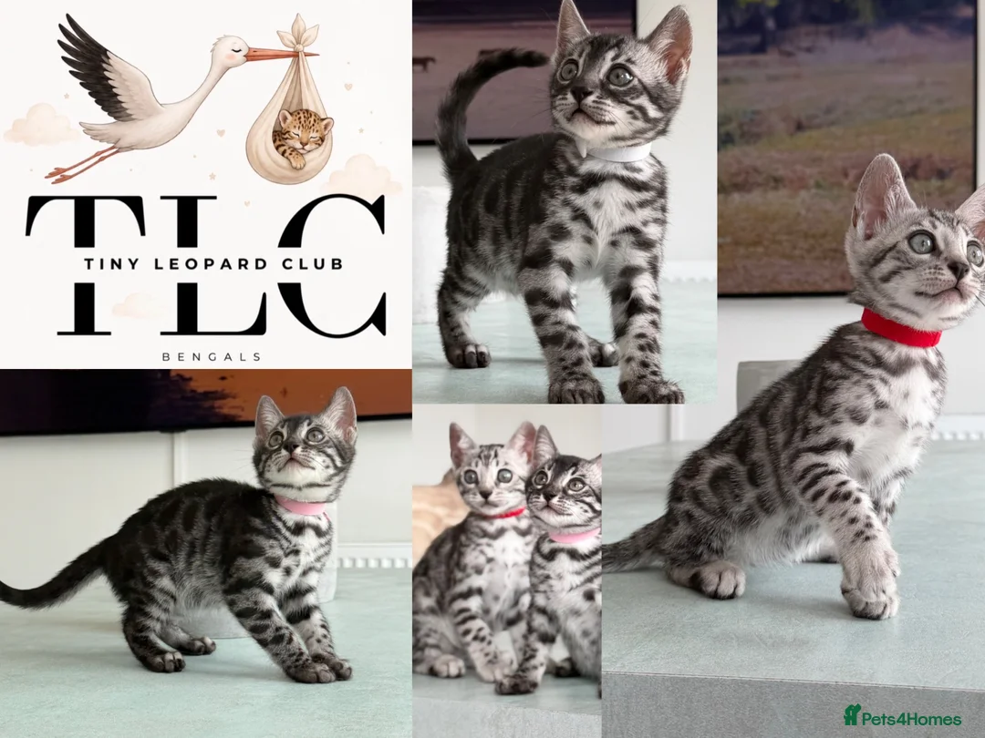 Bengal cats for sale: TICA Pedigree Bengals in Lynx and Silver Charcoal - Advert 1