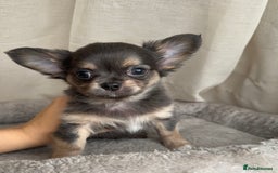 Chihuahua dogs for sale: XXS Tiny Chihuahua Long,Last Girl,Merle Blue Eye - Image 10