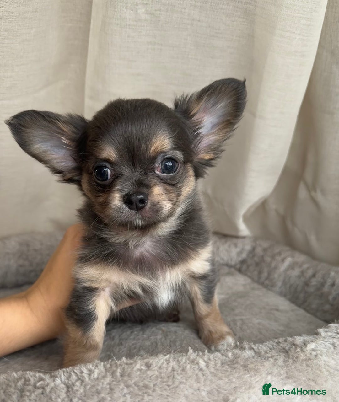 Chihuahua dogs for sale: XXS Tiny Chihuahua Long,Last Girl,Merle Blue Eye - Image 10