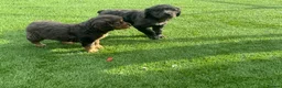 Cocker Spaniel dogs for sale: Cocker spaniel puppies in Llanelli - Advert 5