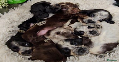 Cocker Spaniel dogs Exceptional Pedigree Show Type English Cockers  - Advert 15