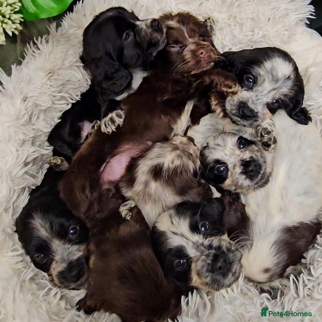 Cocker Spaniel dogs for sale: Exceptional Pedigree Show Type English Cockers  - Image 1