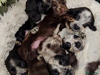 Cocker Spaniel dogs for sale - Advert 1