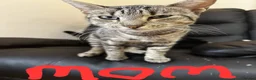 British Shorthair cats for sale: Adorable litter of 7 kittens - Advert 3
