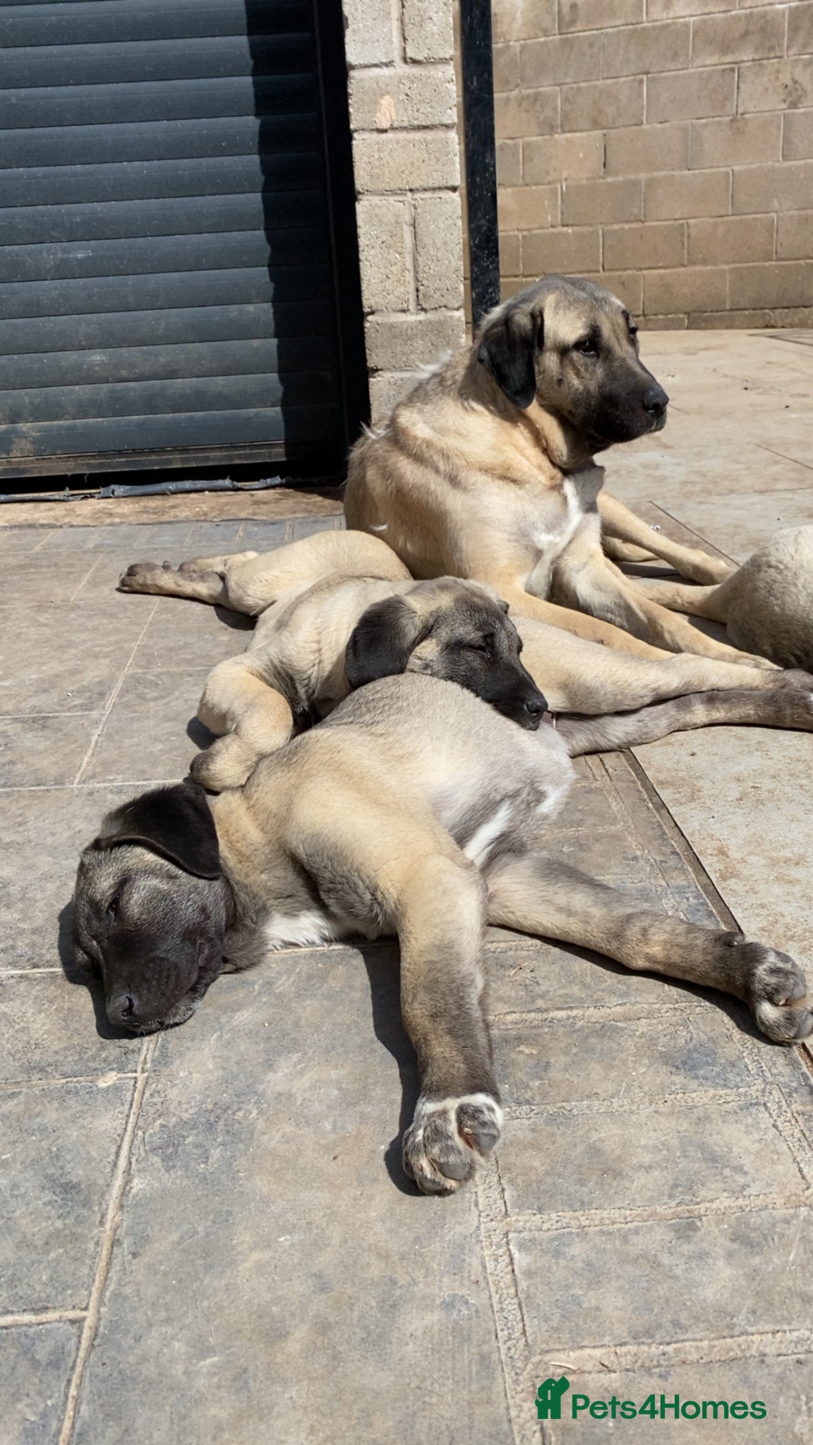 Turkish Kangal dogs Turkish Kangal puppies  - Advert 1