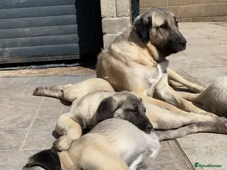 Turkish Kangal dogs Turkish Kangal puppies - Advert 1