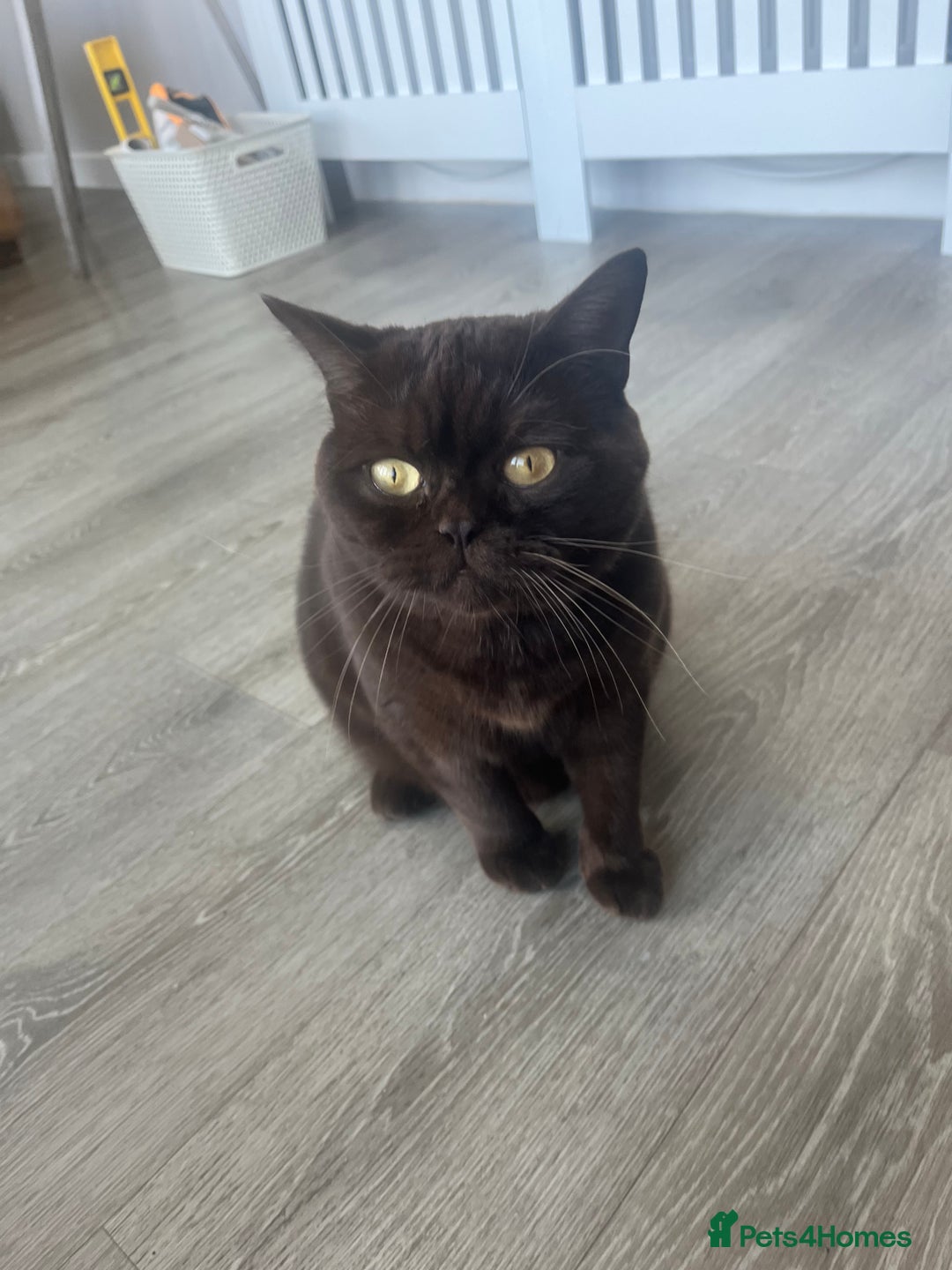 British Shorthair cats for sale: British shorthair male  - Advert 2