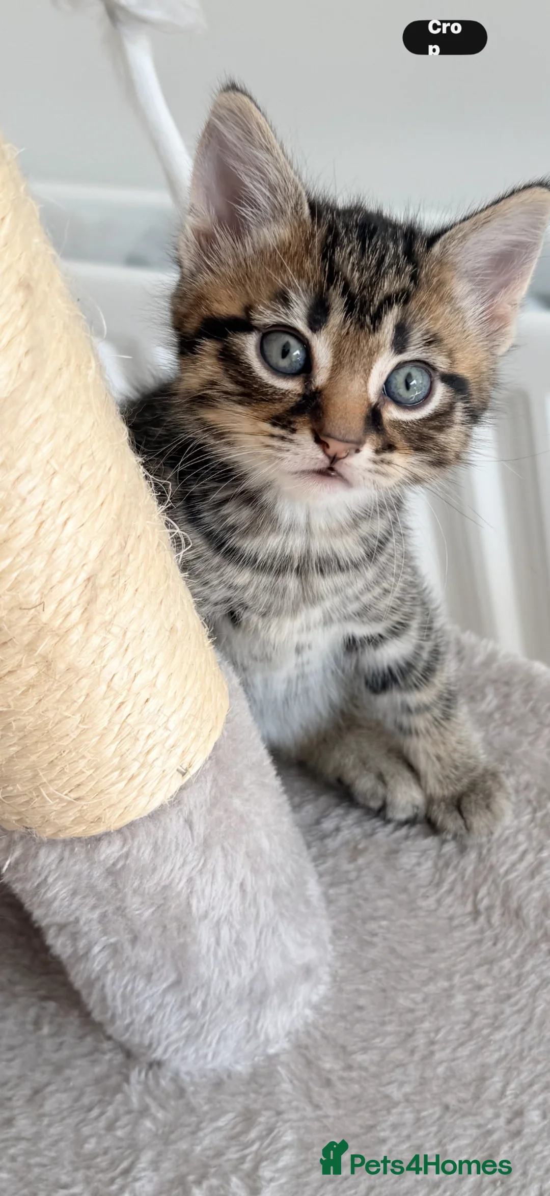Mixed Breed cats for sale: Mixed ragdoll kittens  - Advert 2