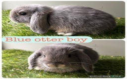 Mini Lop rabbits for sale: Beautiful mini lops ready now  - Image 4
