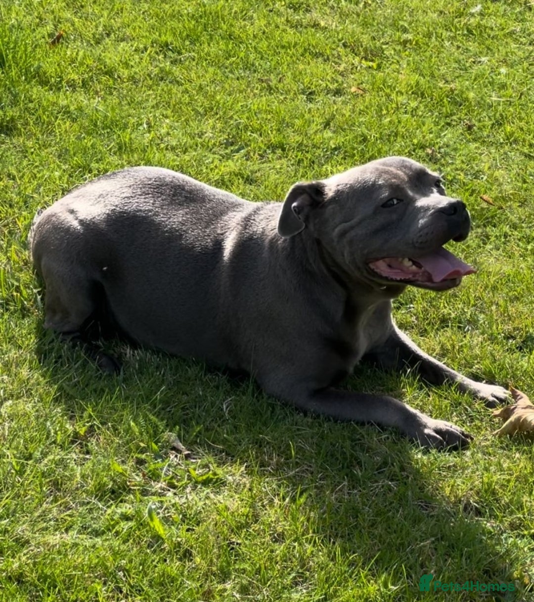 Staffordshire Bull Terrier dogs for sale: 2 Beautiful Male Blue Staffy Puppies - Advert 1