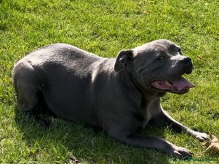 Staffordshire Bull Terrier dogs 2 Beautiful Male Blue Staffy Puppies - Advert 1