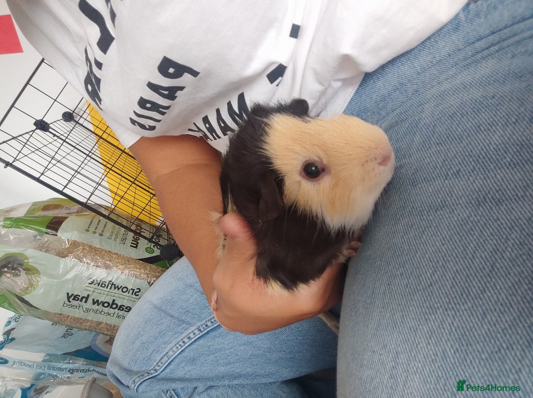 Guinea Pig rodents for sale: 2 Male Guinea Pigs - Have to go together  - Image 14