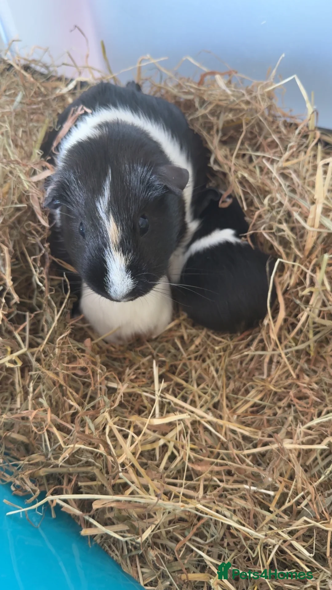 Guinea Pig rodents for sale: Guinea pigs - Advert 1