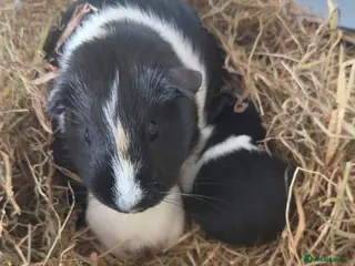 Guinea Pig rodents Guinea pigs - Advert 3