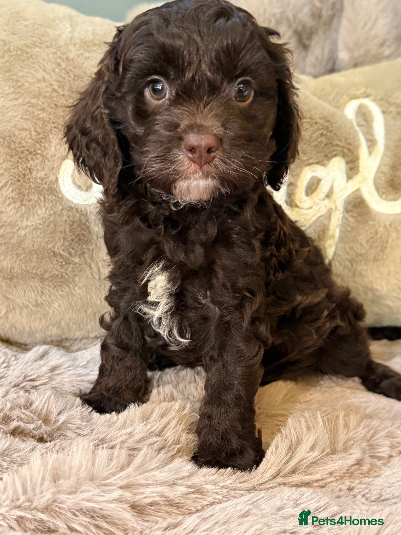 Cavapoo dogs Chocolate F1 Cavapoo Boy - Advert 1