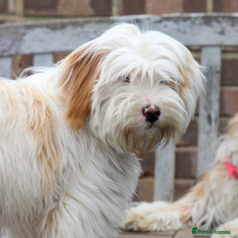 Mixed Breed dogs Tibetan & Cairn Dogs looking for new homes - Advert 1
