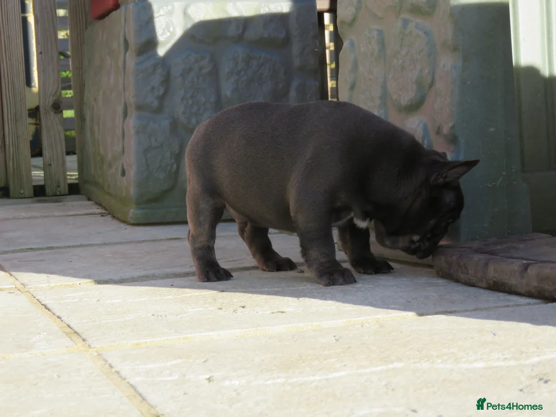 French Bulldog dogs for stud: ISABELLA NEWSHADE AND TAN CREAM CARRIER STUD in Boston - Advert 21