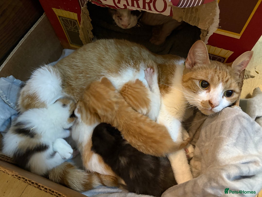 Mixed Breed cats for sale: 1/2 sphynx kittens - Advert 1