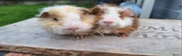 Guinea Pig rodents for sale: Pair of male guinea pigs and single male - Advert 5