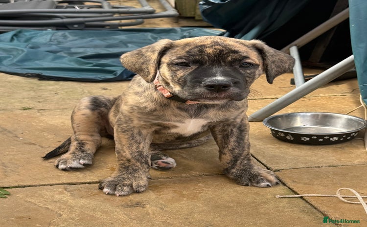 Mixed Breed dogs - Advert 2