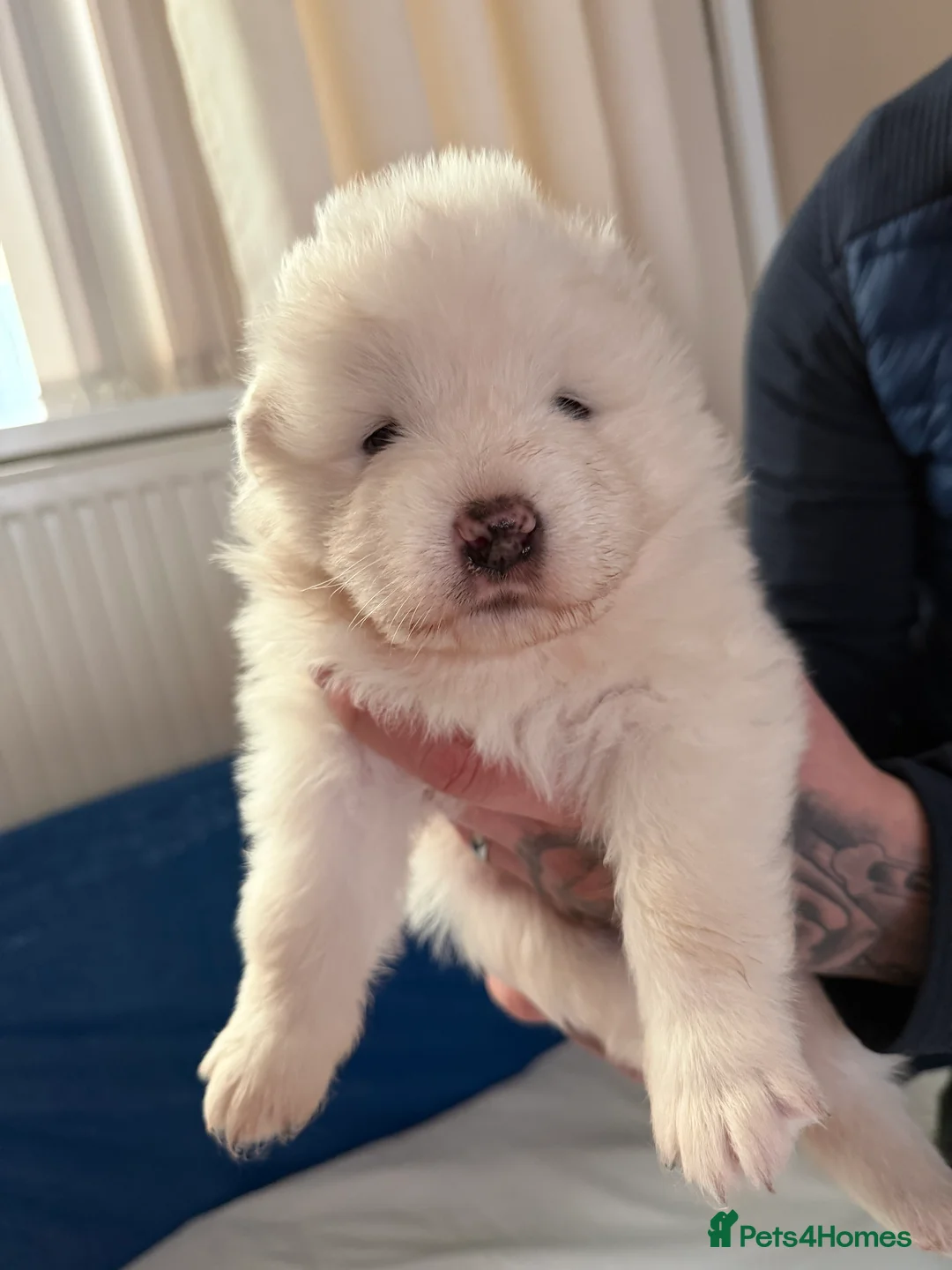 Samoyed dogs for sale: Beautiful samoyed pups  - Advert 9