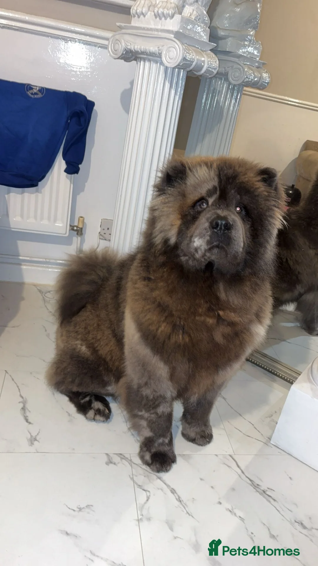 Chow Chow dogs for stud: Chow chow stud  - Advert 3