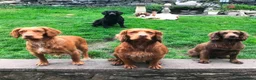 Cocker Spaniel dogs for sale: Cocker spaniel puppies  - Advert 7
