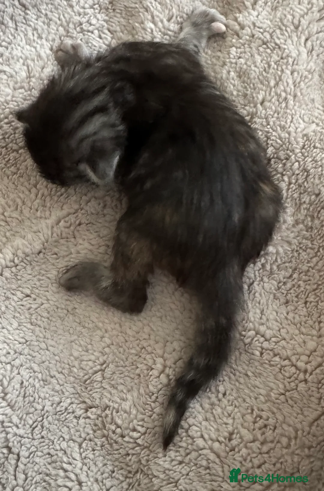 Maine Coon cats for sale: A stunning litter of Maine coon kittens  - Advert 8