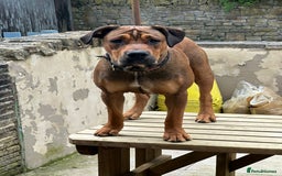 Mixed Breed dogs for sale: Boerboel X Mastiff - Image 6