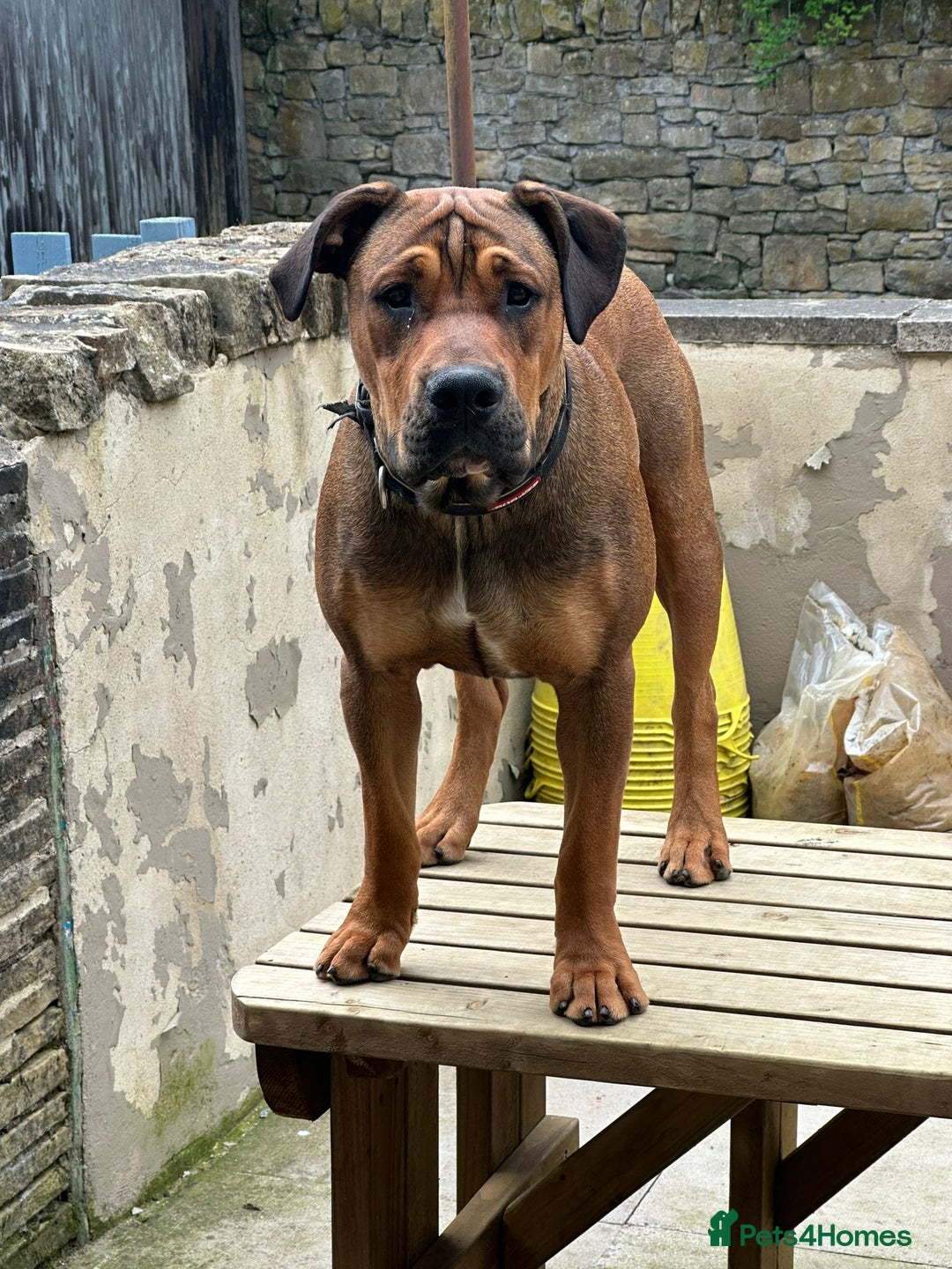 Mixed Breed dogs for sale: Boerboel X Mastiff - Image 6