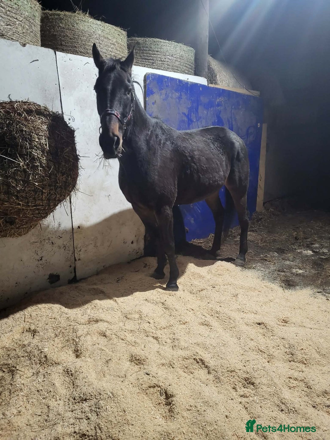 Trotter horses for sale: Rockets magic  - Advert 2