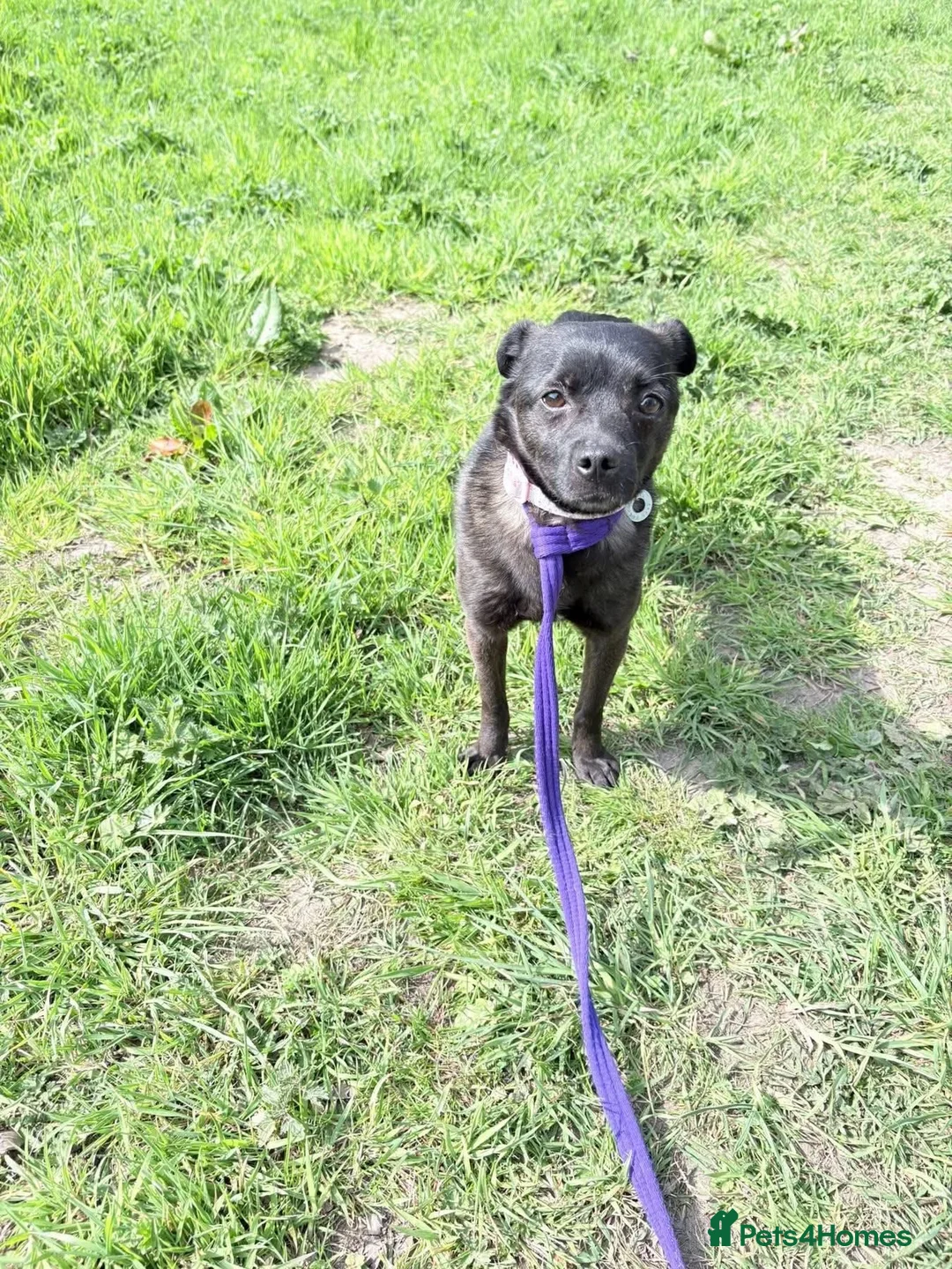 Mixed Breed dogs for adoption: Grace - Poringland Norfolk  in Norwich - Advert 18