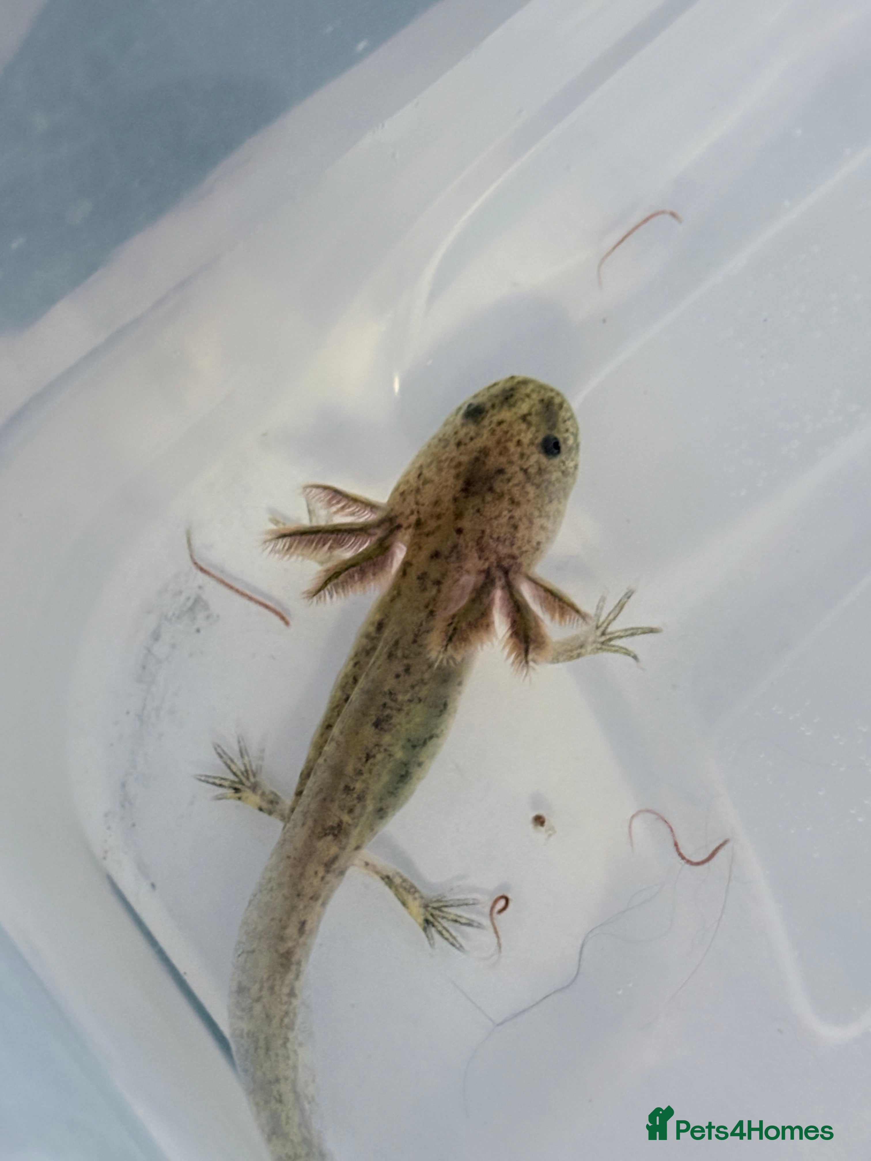 Axolotl reptiles Juvenile axolotl  - Advert 1